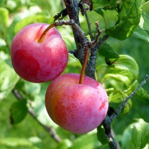 Slivka japonská (Prunus salicina) ´KOMÉTA´ - stredne skorá 180-200cm, voľnokorenná